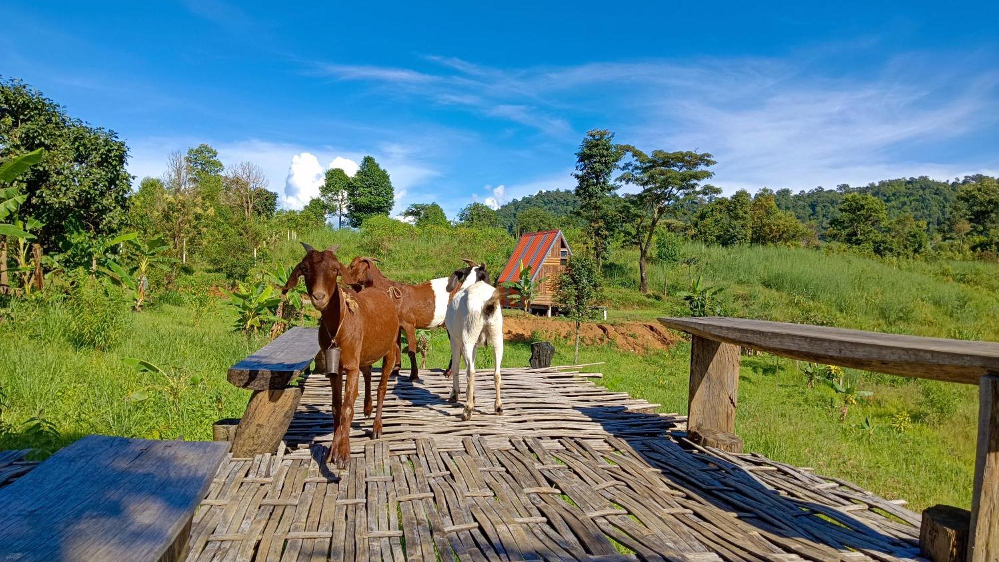 מאה הונג סון ไร่นิธิสุนทร Nithisoonthon Farmstay מראה חיצוני תמונה