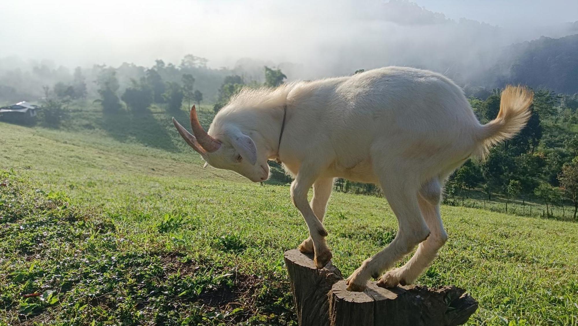 מאה הונג סון ไร่นิธิสุนทร Nithisoonthon Farmstay מראה חיצוני תמונה