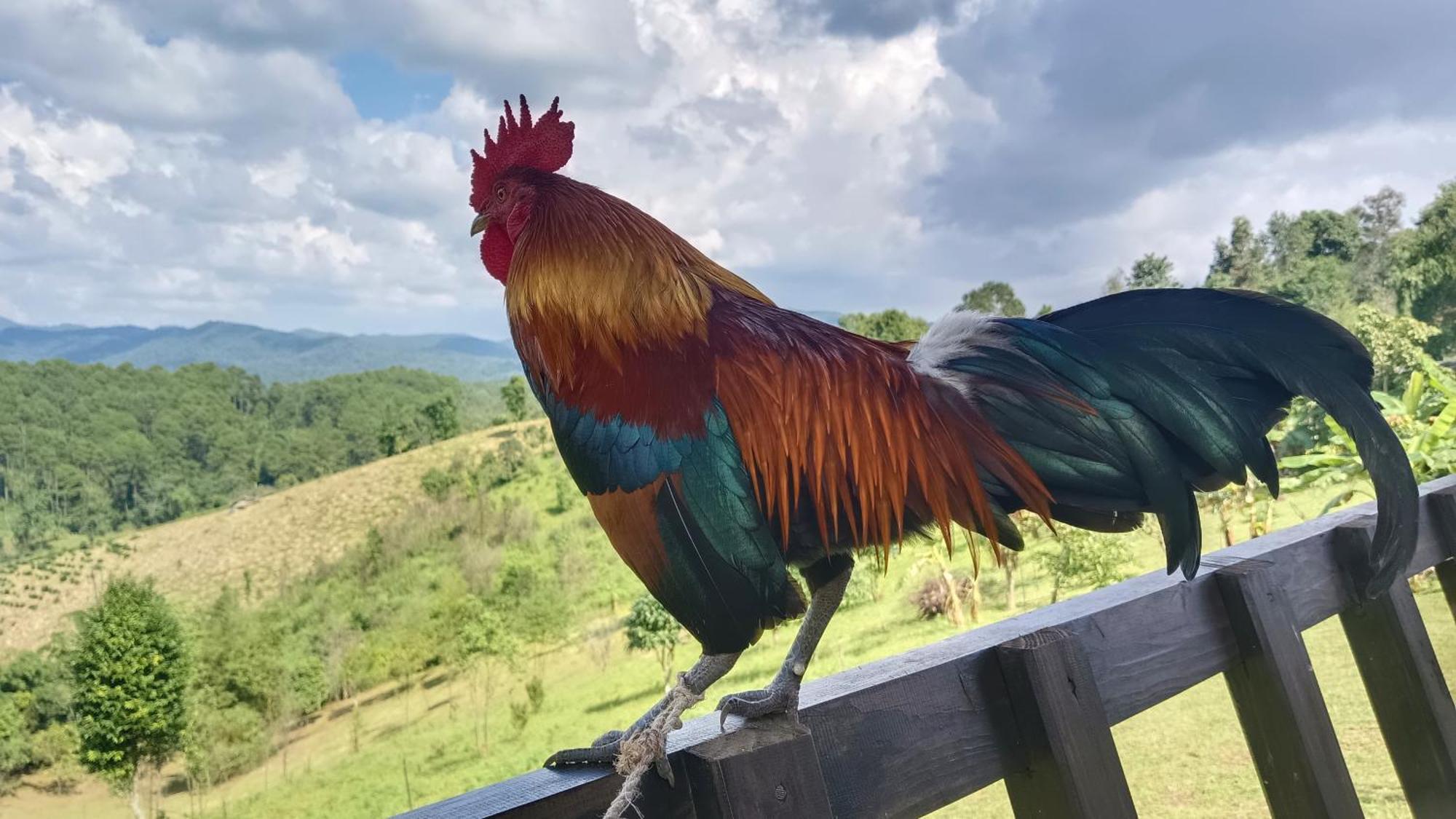מאה הונג סון ไร่นิธิสุนทร Nithisoonthon Farmstay מראה חיצוני תמונה