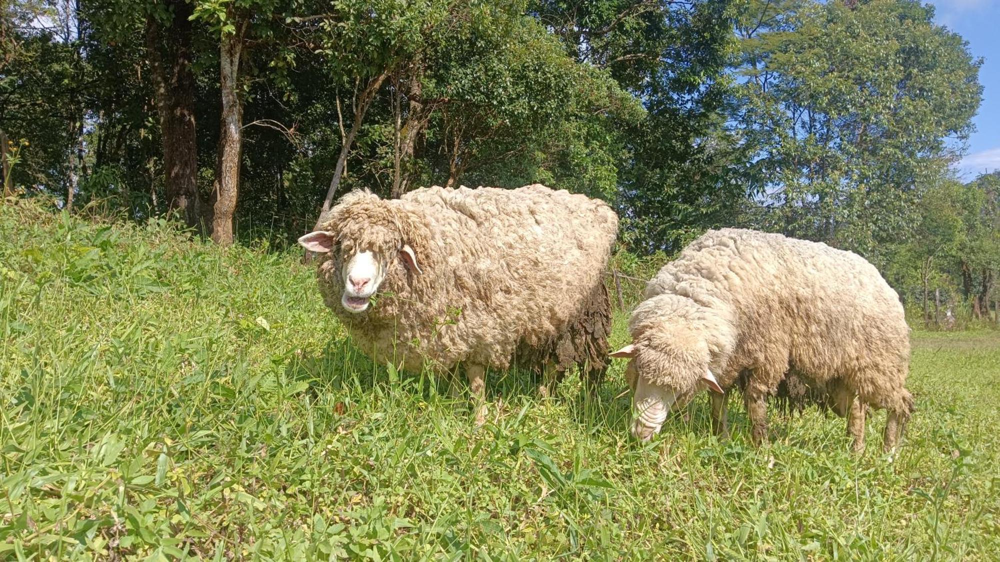 מאה הונג סון ไร่นิธิสุนทร Nithisoonthon Farmstay מראה חיצוני תמונה